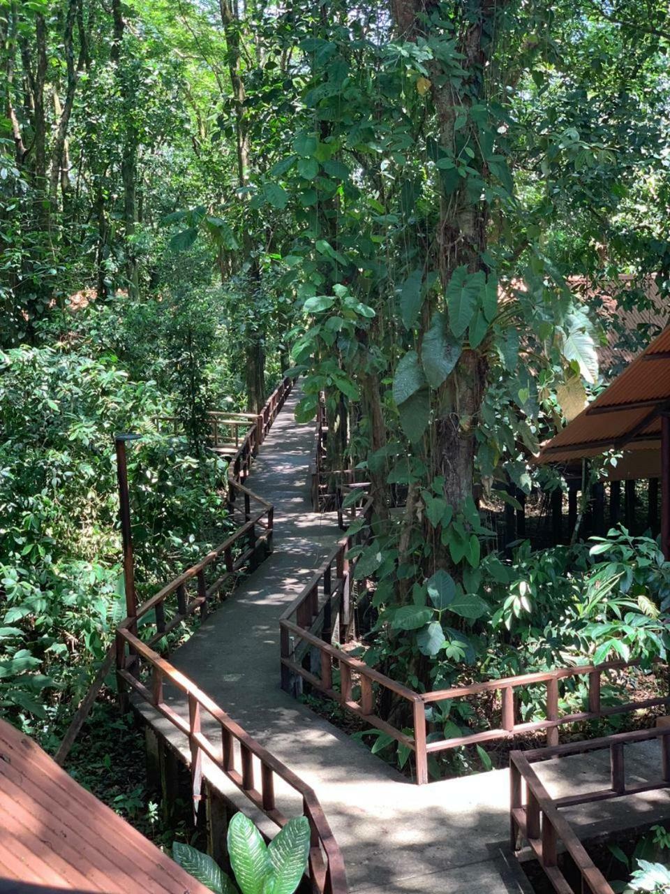 טורטוגוארו Rana Roja Lodge מראה חיצוני תמונה