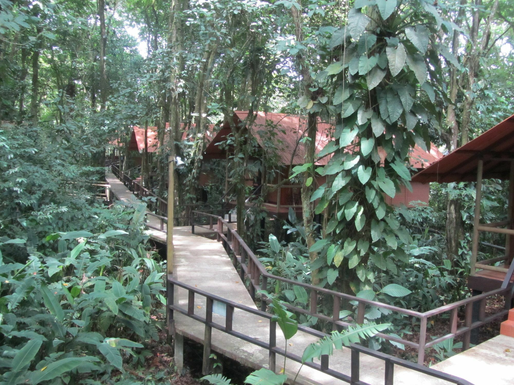טורטוגוארו Rana Roja Lodge מראה חיצוני תמונה